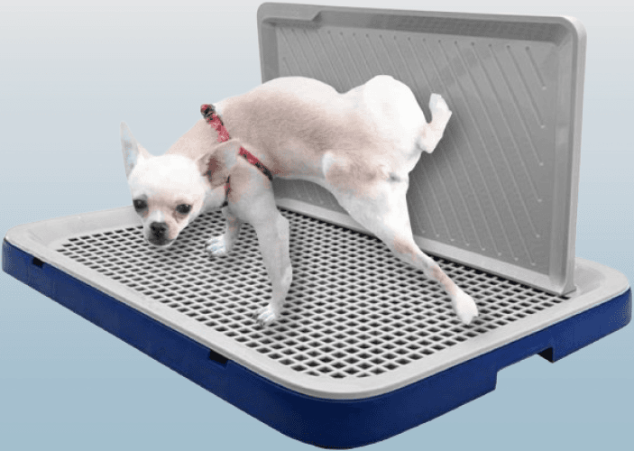 Orinal para perros para interiores con pared de salpicadura
